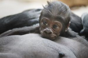 El bebé gorila de Praga, una monada muy humana