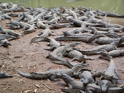 Más de diez mil cocodrilos se escaparon de una granja