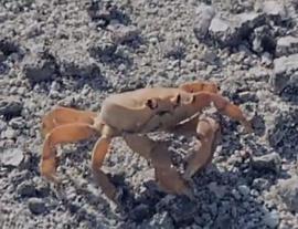 ¡Asombroso! Este cangrejo se amputó su propia tenaza (Imágenes)