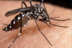 Decretan alerta sanitaria por dengue en Honduras