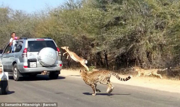 Impala se salva de ser devorado por estos chitas (Video)