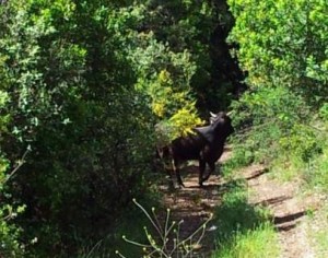 Un toro de 400 kilos vive en el bosque tras fugarse de su granja