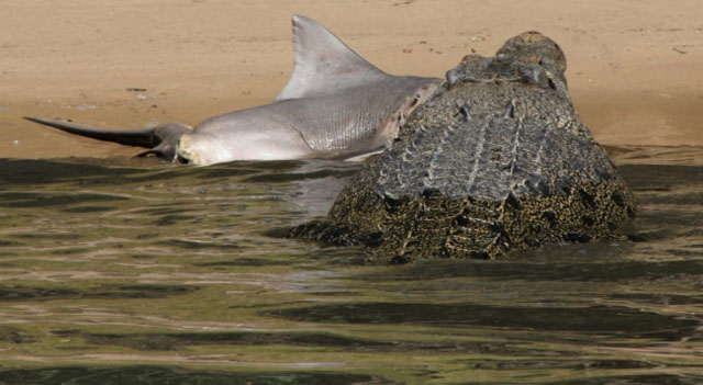 En imágenes: Un cocodrilo se come a un tiburón