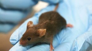 Logran revertir el Síndrome de Down en ratones