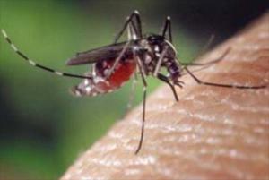 Un poco más de 26 mil casos de dengue fueron reportados en 2013