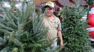 Aumentan precios de pinos naturales ante cercanía de fiestas navideñas