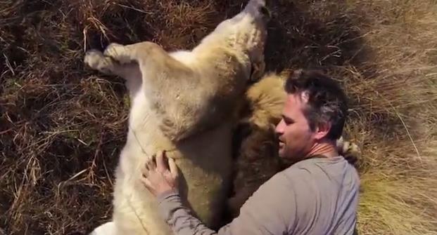 El hombre que vive entre leones como si fueran mascotas (Video)