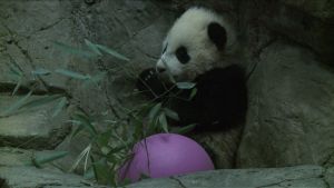 La osita panda Bao Bao comienza su vida pública