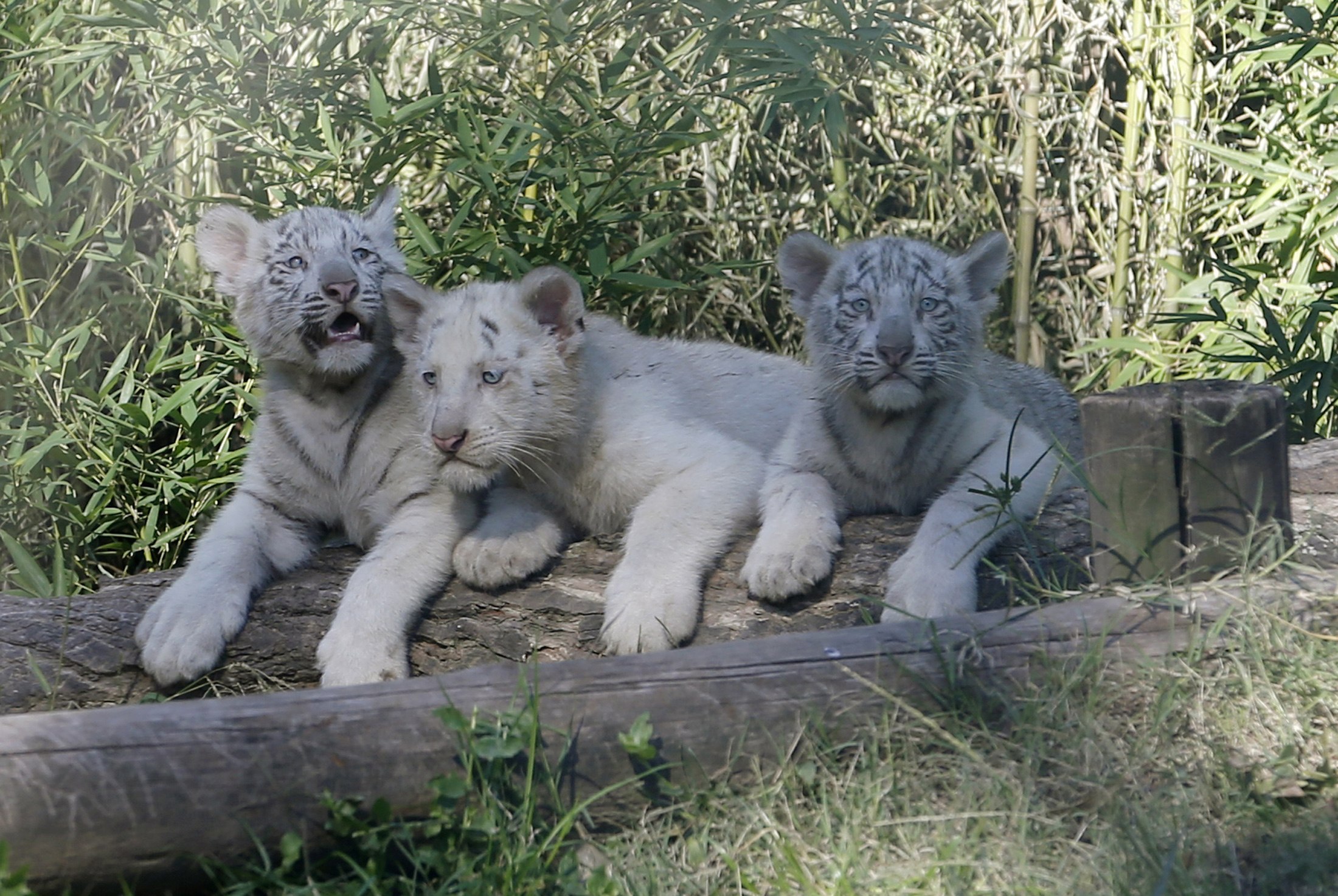 Tres tigres de Bengala presentados en sociedad (Fotos)