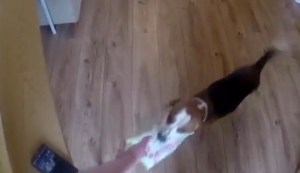 Un perro cambia pañales… este si es un buen amigo (Video)