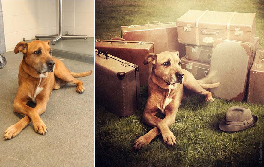 Imágenes surrealistas que mueven el alma: Perros de refugios en búsqueda de un hogar (Fotos)