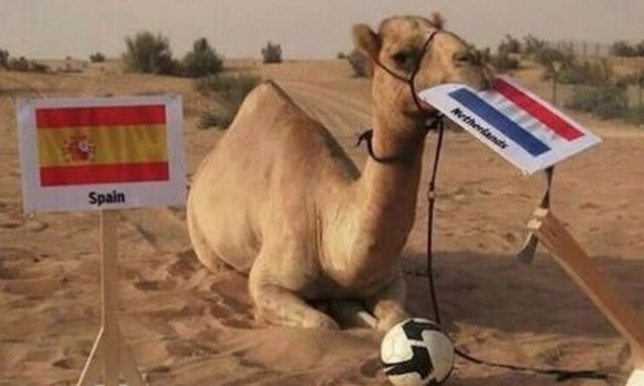 El camello Shaheen predice desde Dubái los resultados del Mundial