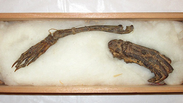 Exhiben en Japón presuntos restos de un demonio acuático (Fotos)