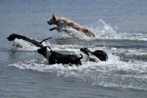La increíble playa para perros con sombrilla y hasta veterinario (Fotos)