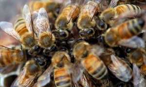 Ola de calor aumenta ataques por enjambres de abejas
