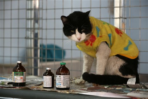 El hospicio de los gatos con leucemia de Perú (Fotos)