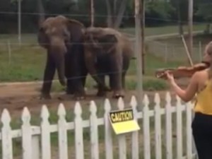 Al ritmo de Bach… Estos elefantes bailan con gracia (VIDEO)