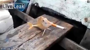 Crueldad animal: Le colocaron un cigarrillo a un pez