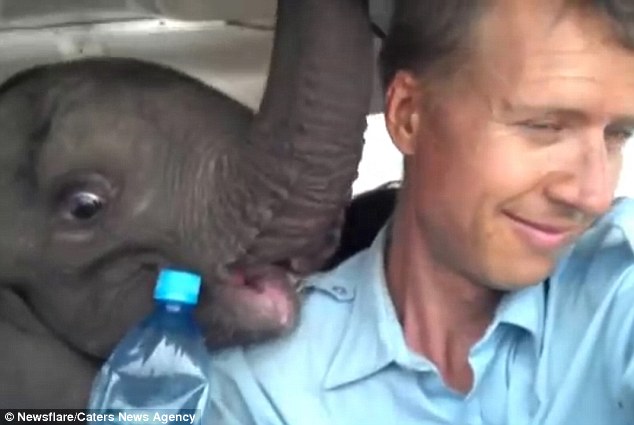 Es lamentable enterarse por qué este elefantito vuela en un avión (Video)