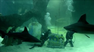 La Navidad invade a los tiburones (Video)