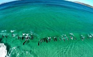 Espectacular: Drone capta a unos delfines surfeando en Australia