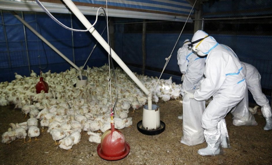 Francia eleva la alerta y toma medidas ante el riesgo de gripe aviar