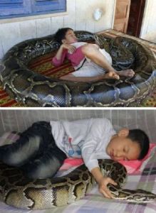 Increíble: Niño vive y duerme con serpiente pitón gigante (Video)