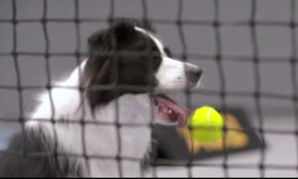 La innovación del tenis: los “pasabolas” ahora son perros (Video)