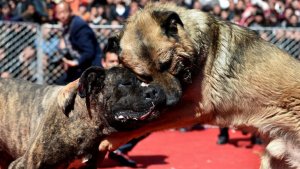 ¡Hasta la muerte! Las despiadadas luchas de perros en China (Fotos)