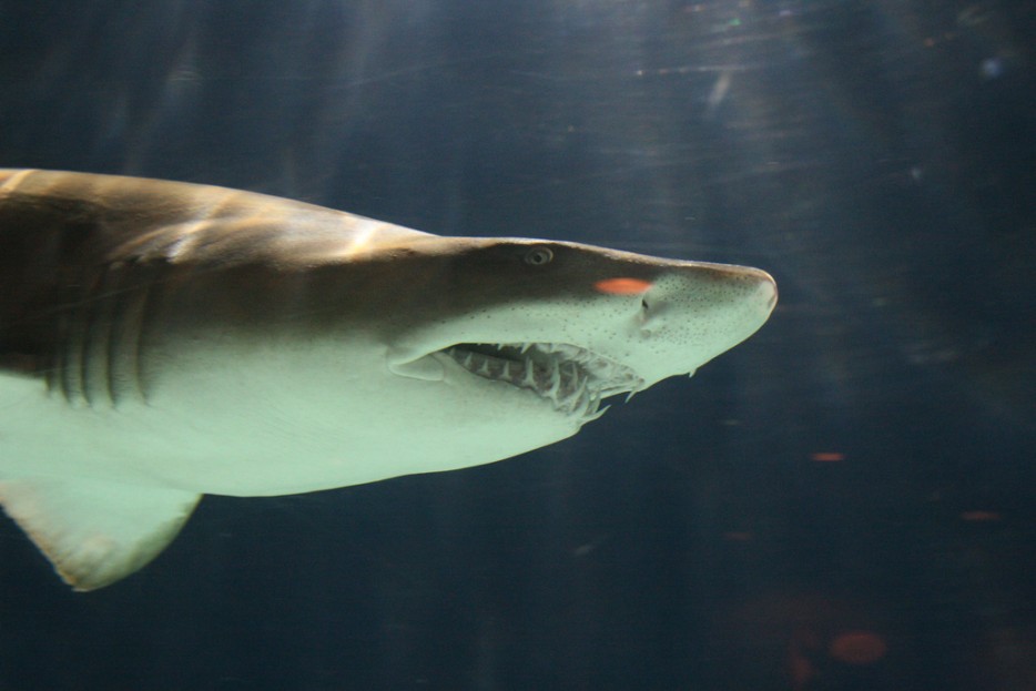 Tiburón asesinó a turista estadounidense en Isla del Coco