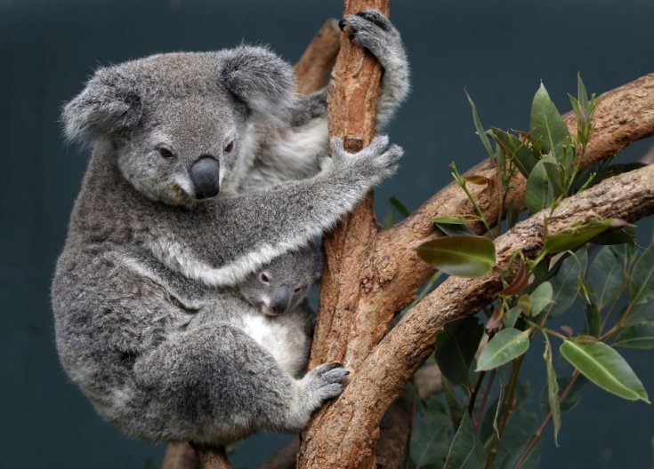 Australia mata a centenares de koalas que pasaban hambre