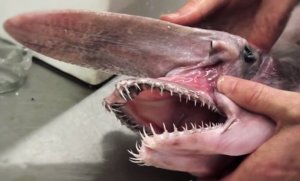 Capturan tiburón prehistórico frente a las costas australianas (Video)