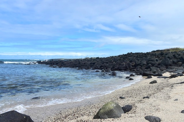 "Playa de los Perros" (Dogs Beach) in the Santa Cruz island in the Galapagos Archipelago, on July 16, 2015. AFP PHOTO / RODRIGO BUENDIA
