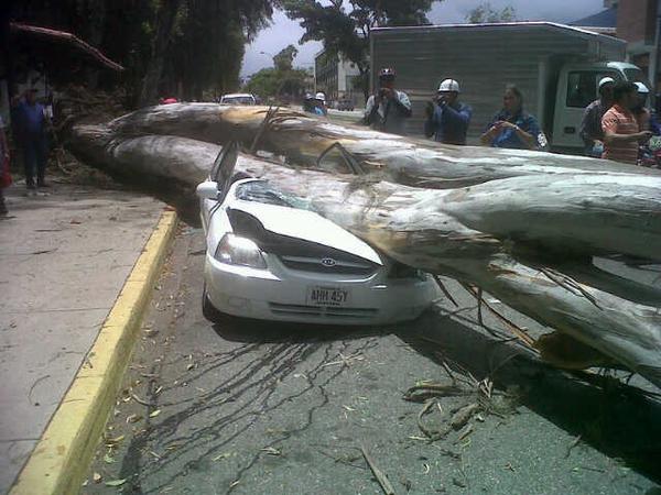 Un hombre muere atrapado en su vehículo tras caerle árbol en Mérida (Fotos)