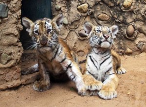 Murió “Margarito”, uno de los tigres nacidos en el Zoológico Metropolitano del Zulia