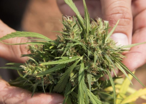 87% de los floridianos aprueba la legalización del uso medicinal de la marihuana
