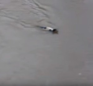 ¡Heroica madre! Esta perrita atraviesa un río desbordado para rescatar a sus cachorros (video)