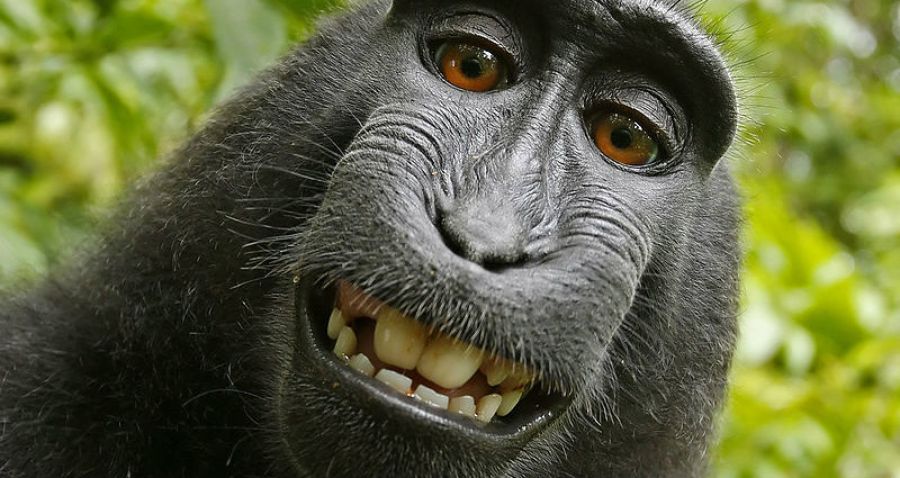 El mono del selfie fue nombrado personalidad del año
