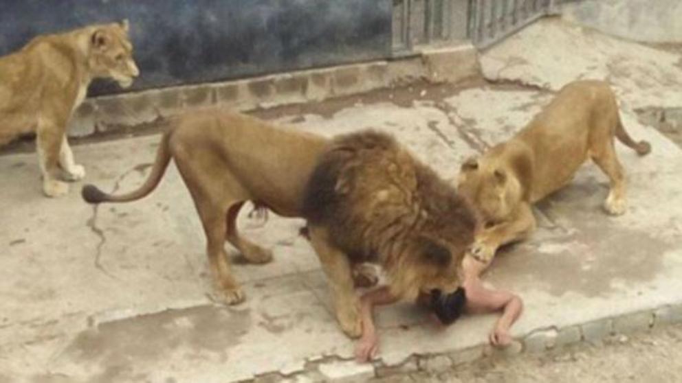 Hombre que se lanzó a los leones en un zoológico sufría “delirio mesiánico” (Video)