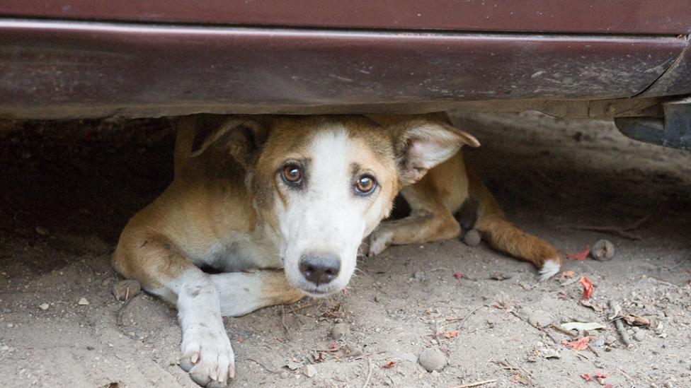 ¡Impactante! Matanza y quema de perros callejeros en Marruecos