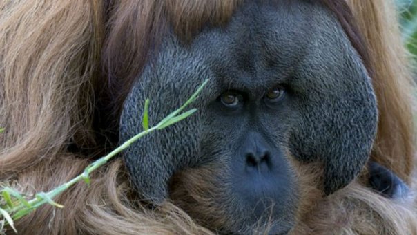 Un orangután músico en zoológico australiano