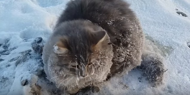 Así rescataron a este gatito que se estaba congelando y se había quedado pegado al piso (Video)