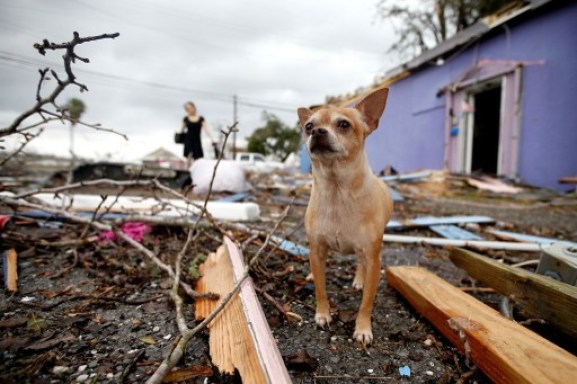 NEW ORLEANS, LA - FEBRUARY 07: A dog stands in the left behind by a tornado on February 7, 2017 in New Orleans, Louisiana. According to the weather service, 25 people were injured in the aftermath of the tornado. Sean Gardner/Getty Images/AFP
