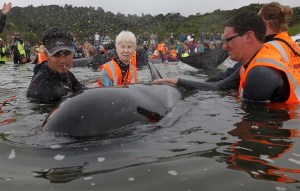 Cientos de ballenas vuelven al mar tras encallar en la costa de Nueva Zelanda