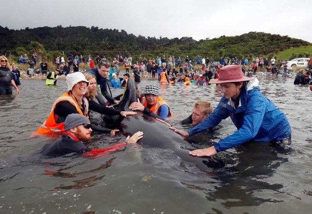 Las autoridades de conservación de Nueva Zelanda dijeron que 240 ballenas piloto que quedaron varadas durante la noche en una remota bahía volvieron a flotar el domingo y nadaban en alta mar. En la imagen, voluntarios tratan de ayudar a las ballenas en Golden Bay, Nueva Zelanda, 12 de febrero de 2017. REUTERS/Anthony Phelps