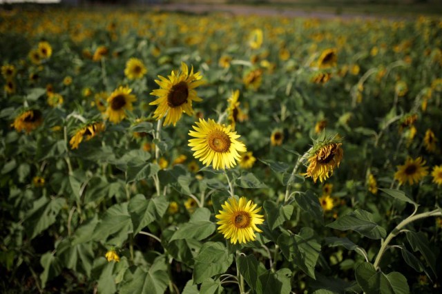 Sunflowers are seen on a field at the entrance of the Sidor steel plant in Puerto Ordaz, Venezuela January 27, 2017. Picture taken January 27, 2017. REUTERS/Marco Bello