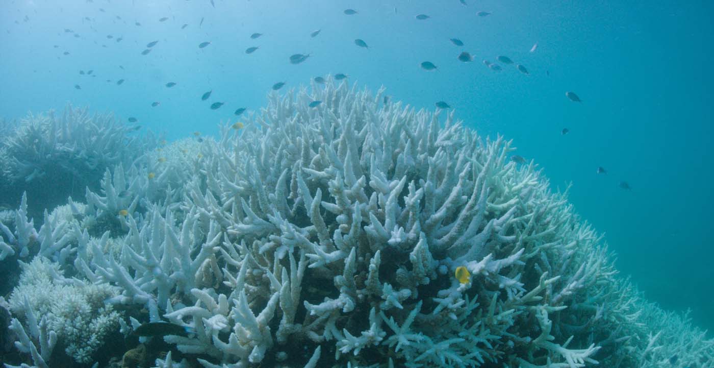 Encuentran especies de coral resistentes al cambio climático en Australia