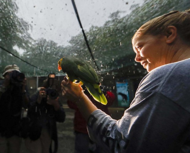 ELX09. Miami (United States), 09/09/2017.- Heather Taylor moves a parrot into a hurricane resistant building at the Zoo Miami, as the conditions deteriorate from Hurricane Irma in Miami, Florida, USA, 09 September 2017. Many areas are under mandatory evacuation orders as Irma approaches Florida. (Estados Unidos) EFE/EPA/ERIK S. LESSER