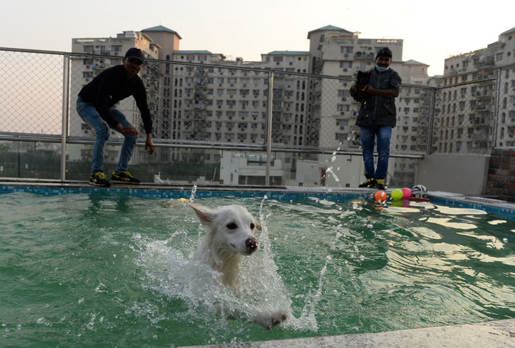 Los perros tienen su hotel de lujo en India (+Fotos)