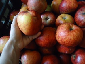 Rodó Santa Bárbara: Este es el precio SUSTO de las manzanas en revolución